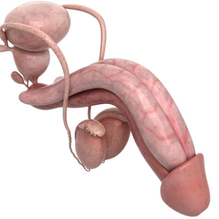 Male-Reproductive-System