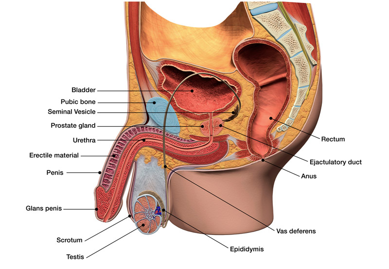 3D-computer-illustration-of-male-reproductive-system-Best-Urologist-in-Orange-County
